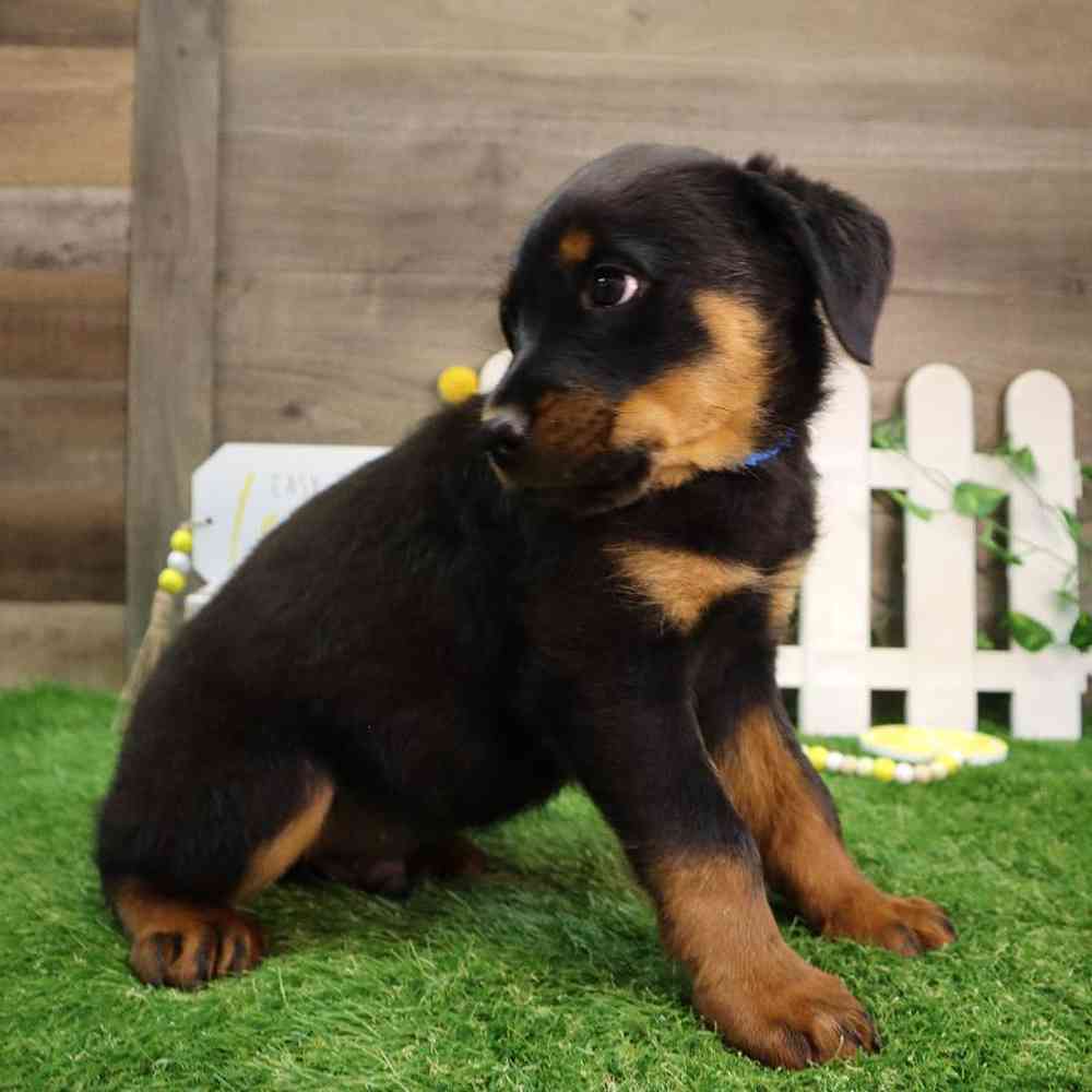 Male Rottweiler Puppy for Sale in Blaine, MN