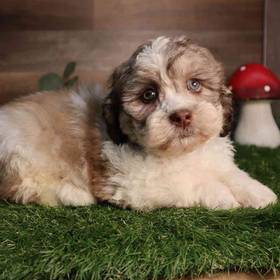 Shipoo