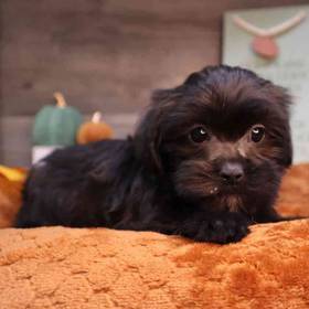 Shorkie