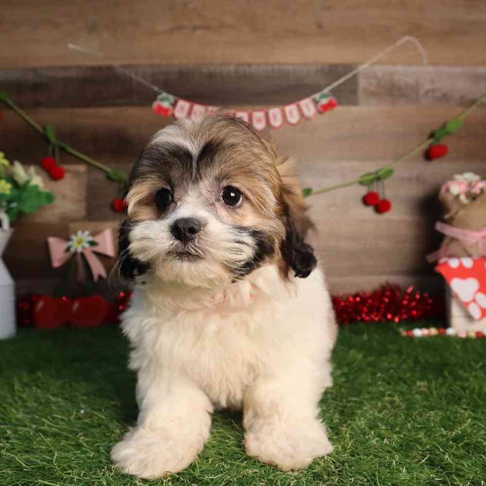 carousel pet images