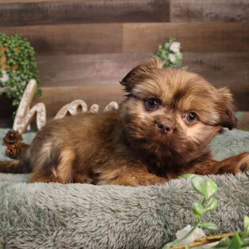 carousel pet images