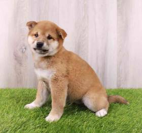 Shiba Inu