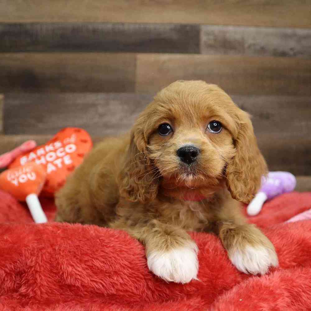 carousel pet images