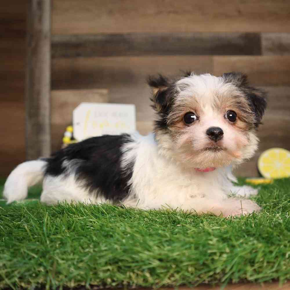 carousel pet images
