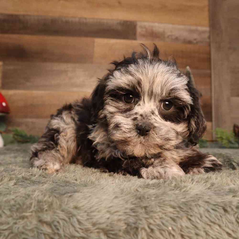 Shipoo Puppy for sale - Four Paws and a Tail
