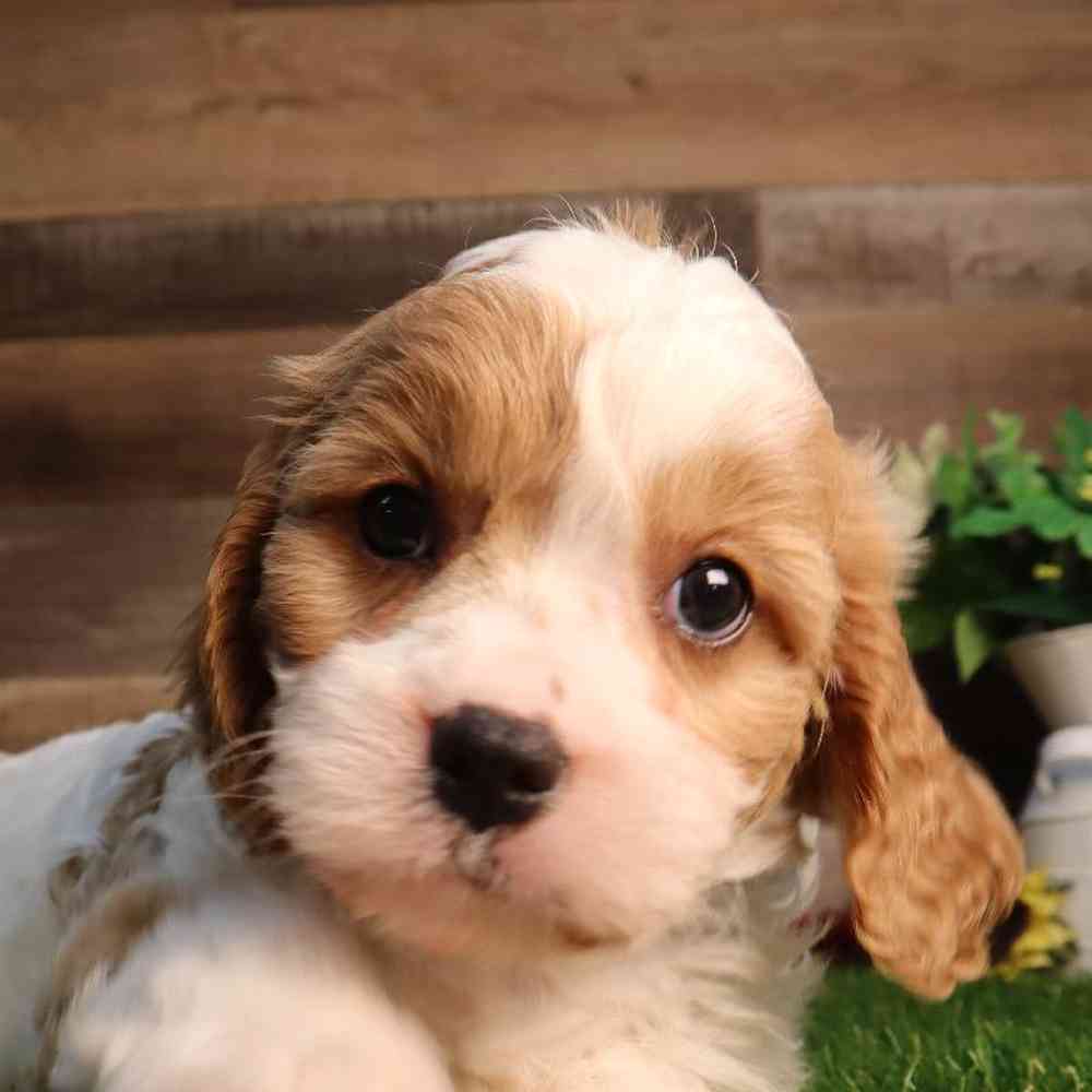 carousel pet images
