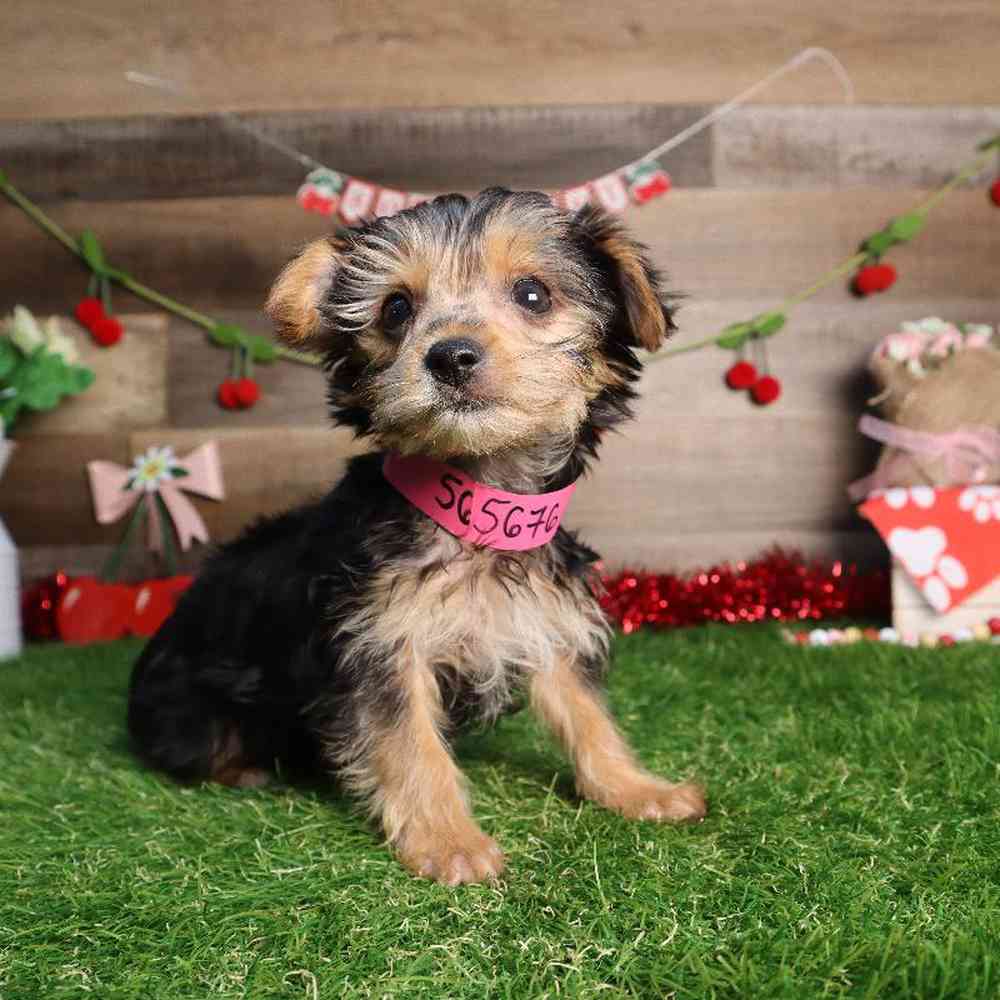 Female Yorkshire Terrier Puppy for Sale in Blaine, MN