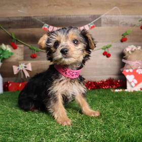 Yorkshire Terrier