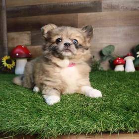 Peek-a-pom