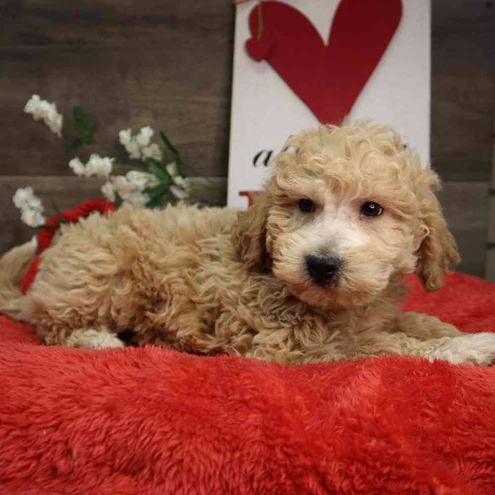 Male Mini Goldendoodle Puppy for Sale in Blaine, MN