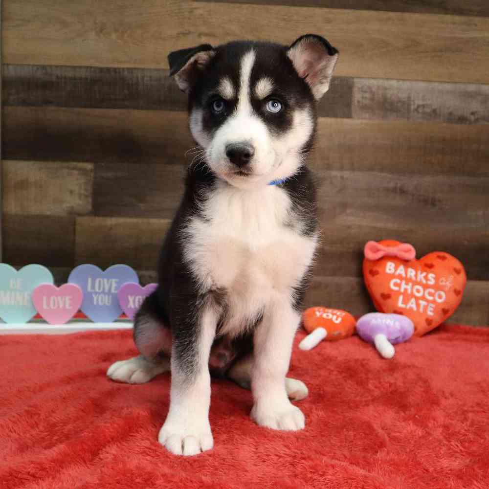 Male Pomsky Puppy for Sale in Blaine, MN