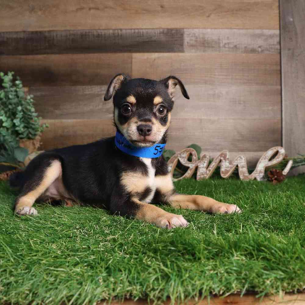 carousel pet images