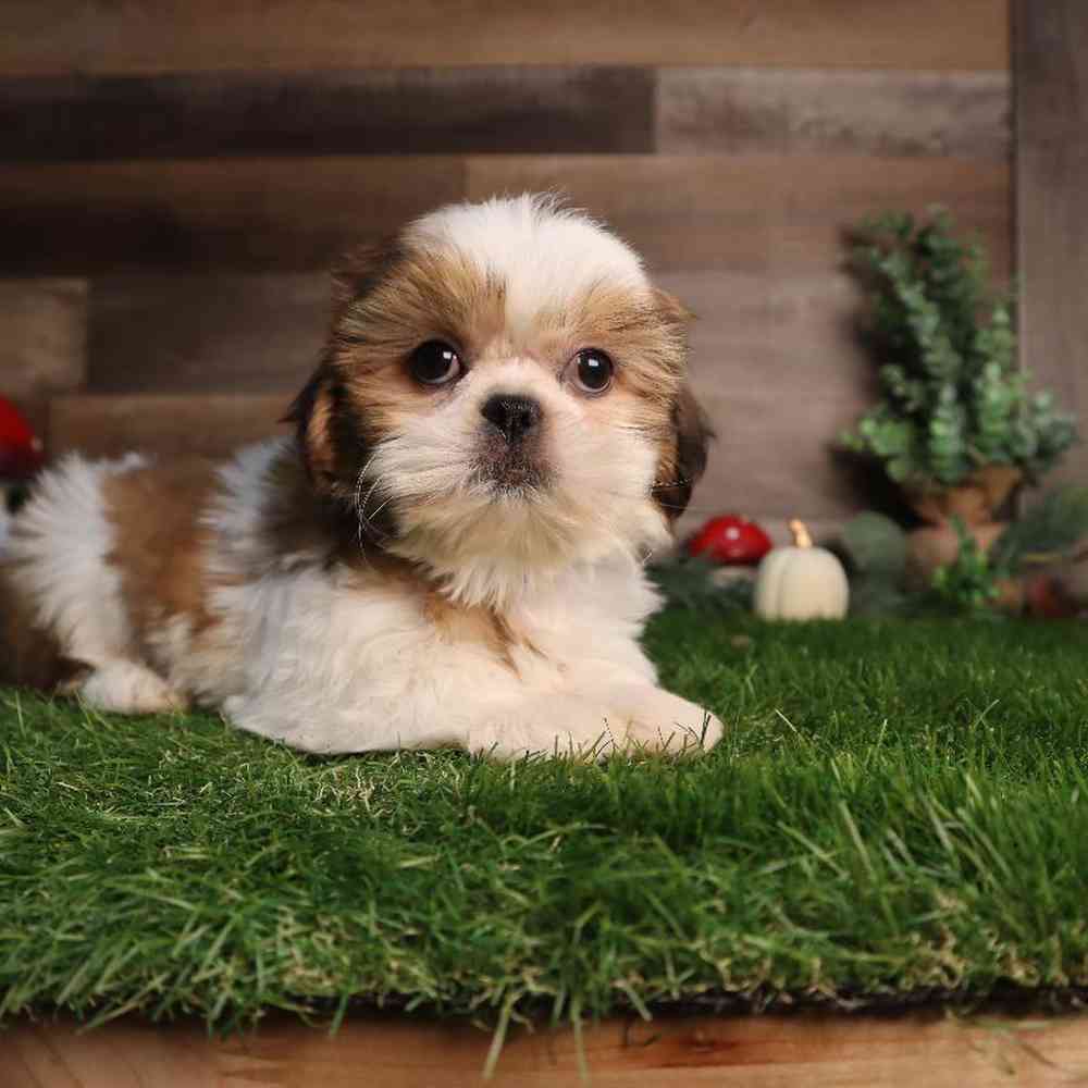 Male Shih Tzu Puppy for Sale in Blaine, MN
