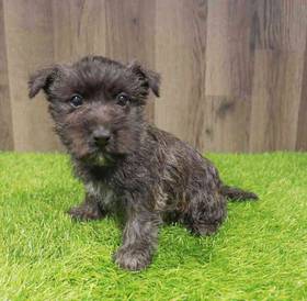 Cairn Terrier