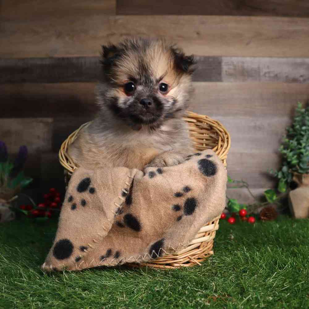 carousel pet images