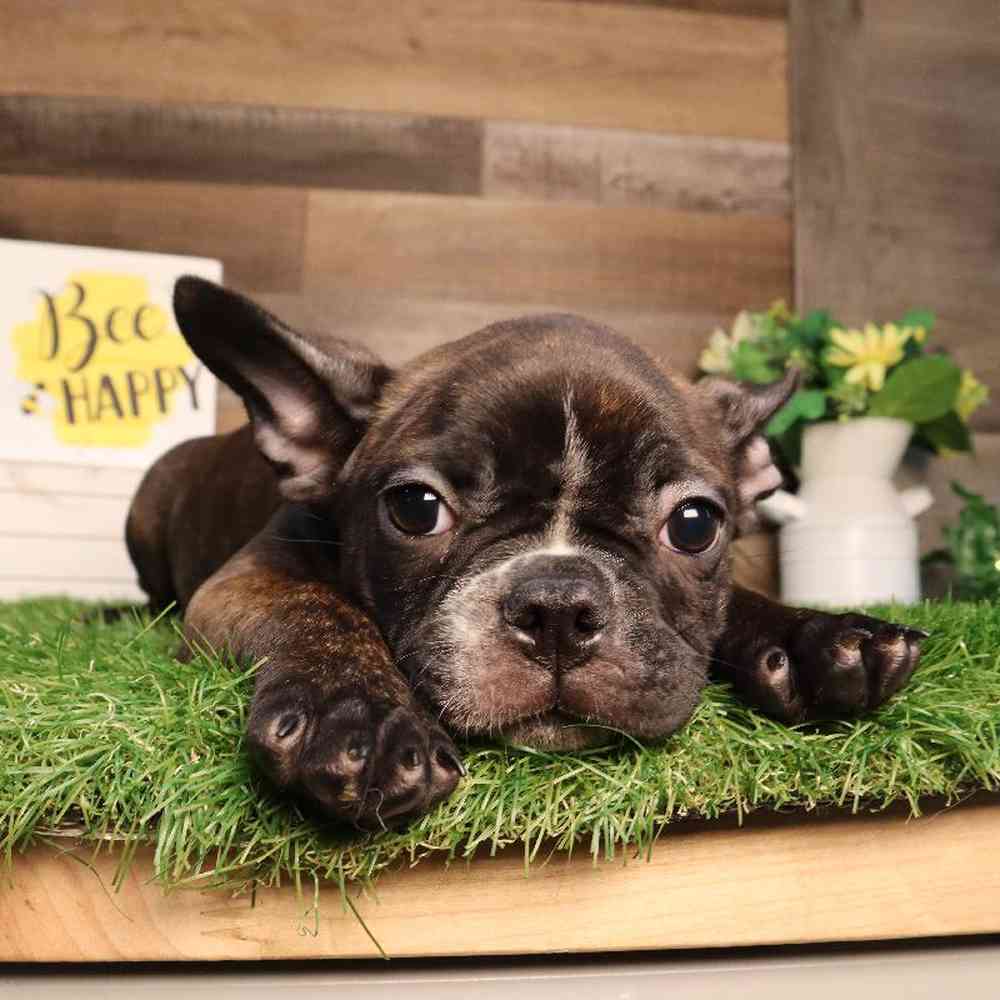 Female Frenchton Puppy for Sale in Blaine, MN