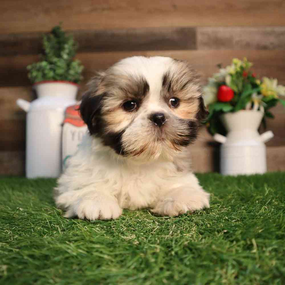 carousel pet images