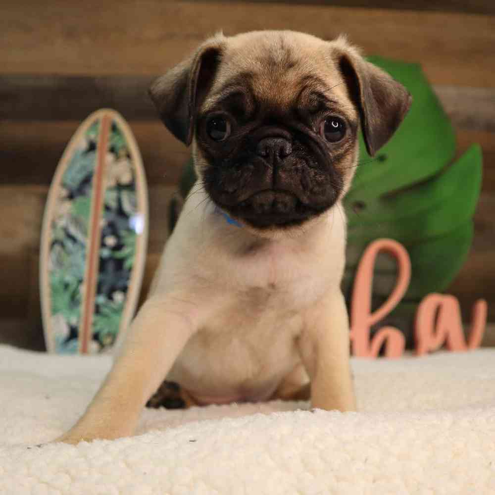 Male Pug Puppy for Sale in Blaine, MN