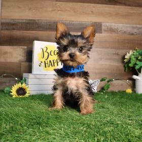 Yorkshire Terrier