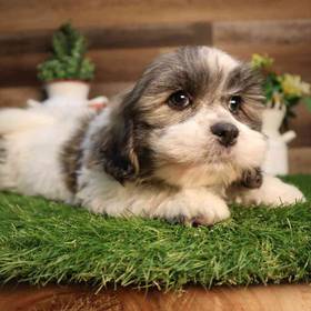 Teddy Bear