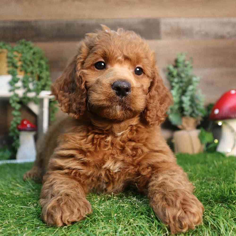 Female Mini Goldendoodle 2nd Gen Puppy for Sale in Blaine, MN