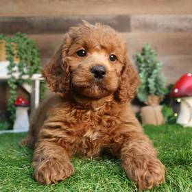 Mini Goldendoodle 2nd Gen