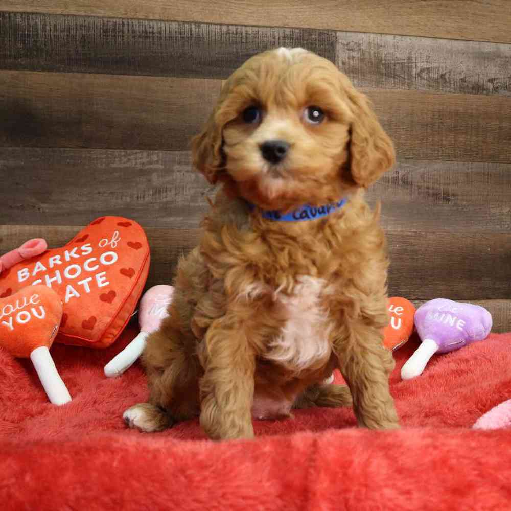 Male Cavapoo Puppy for Sale in Blaine, MN