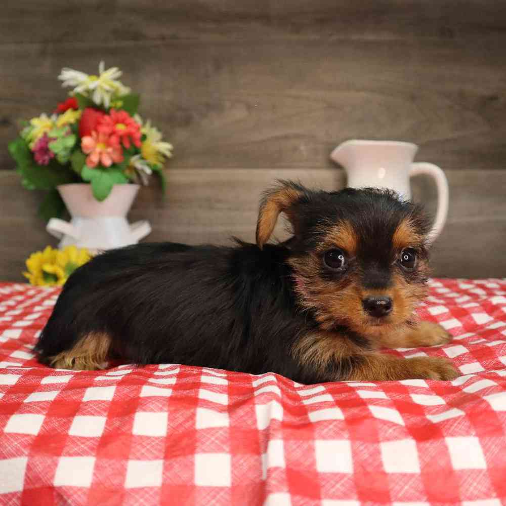 Female Yorkshire Terrier Puppy for Sale in Blaine, MN