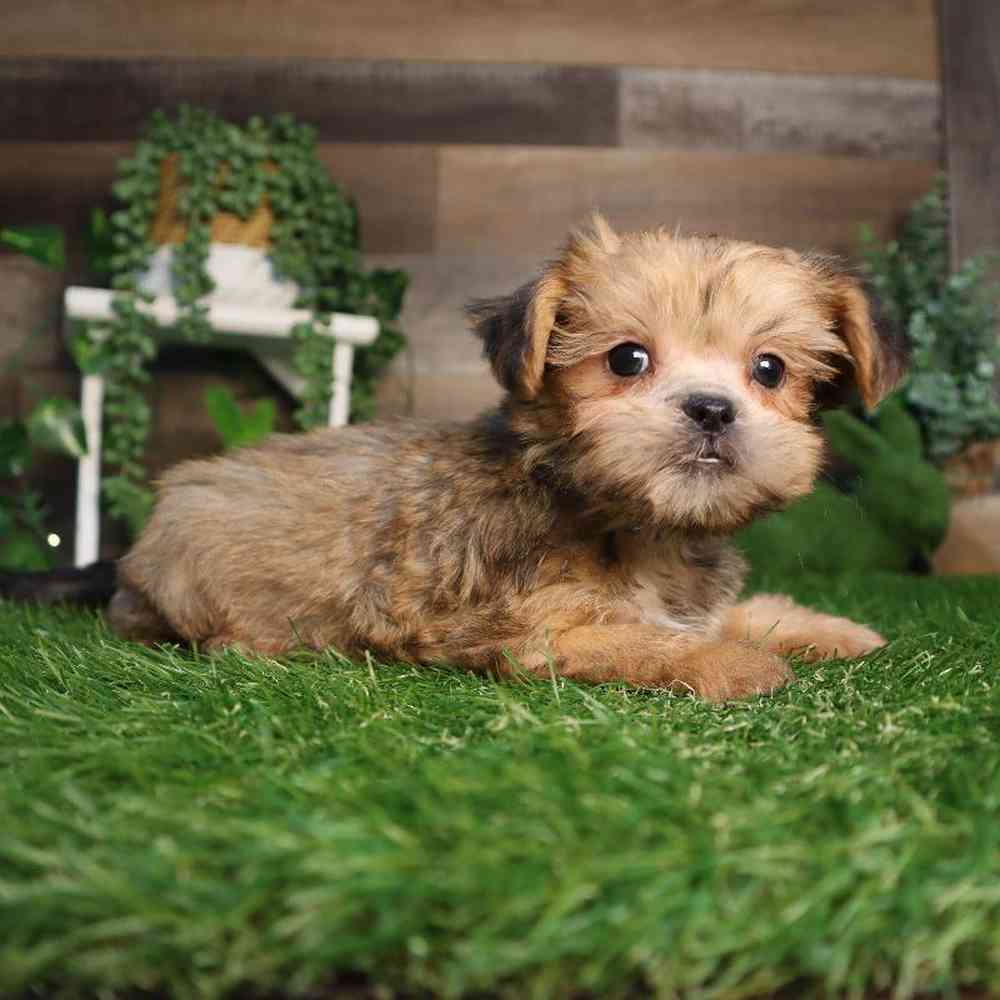 carousel pet images