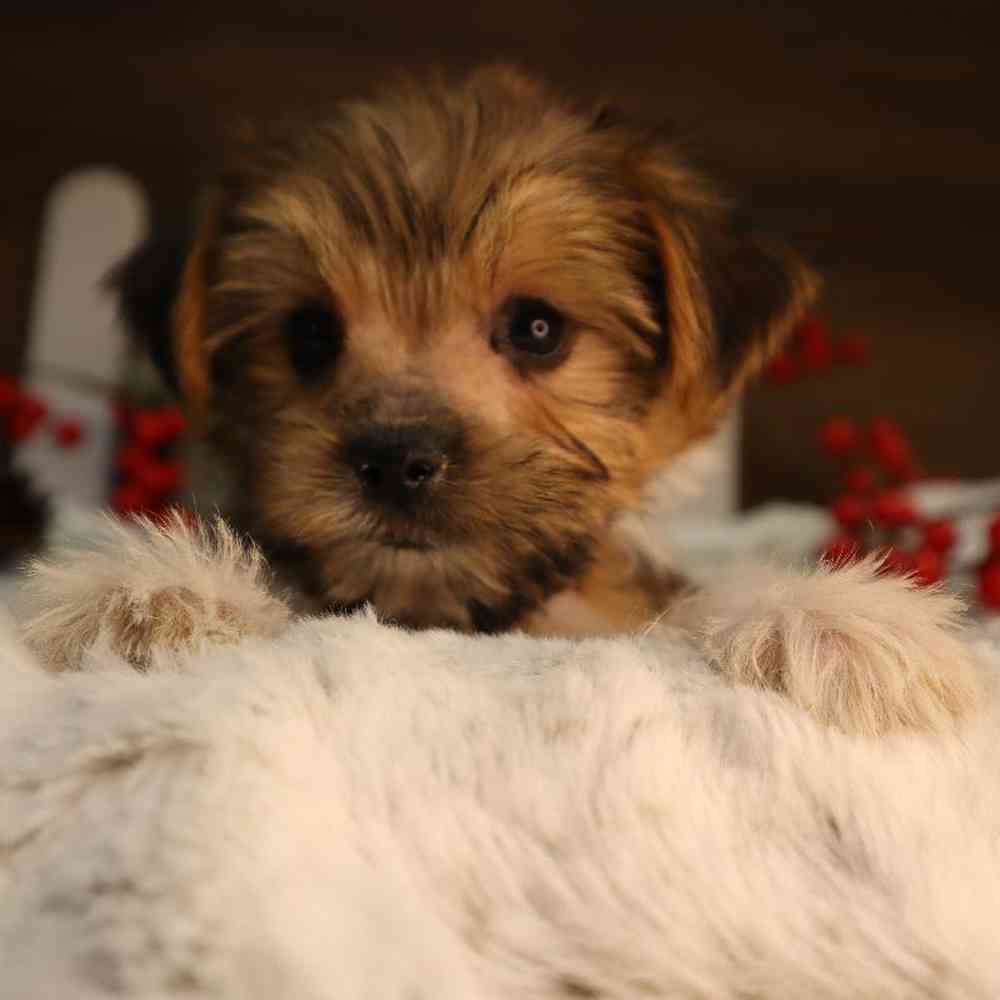 Male Shorkie Puppy for Sale in Blaine, MN