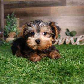 Yorkshire Terrier