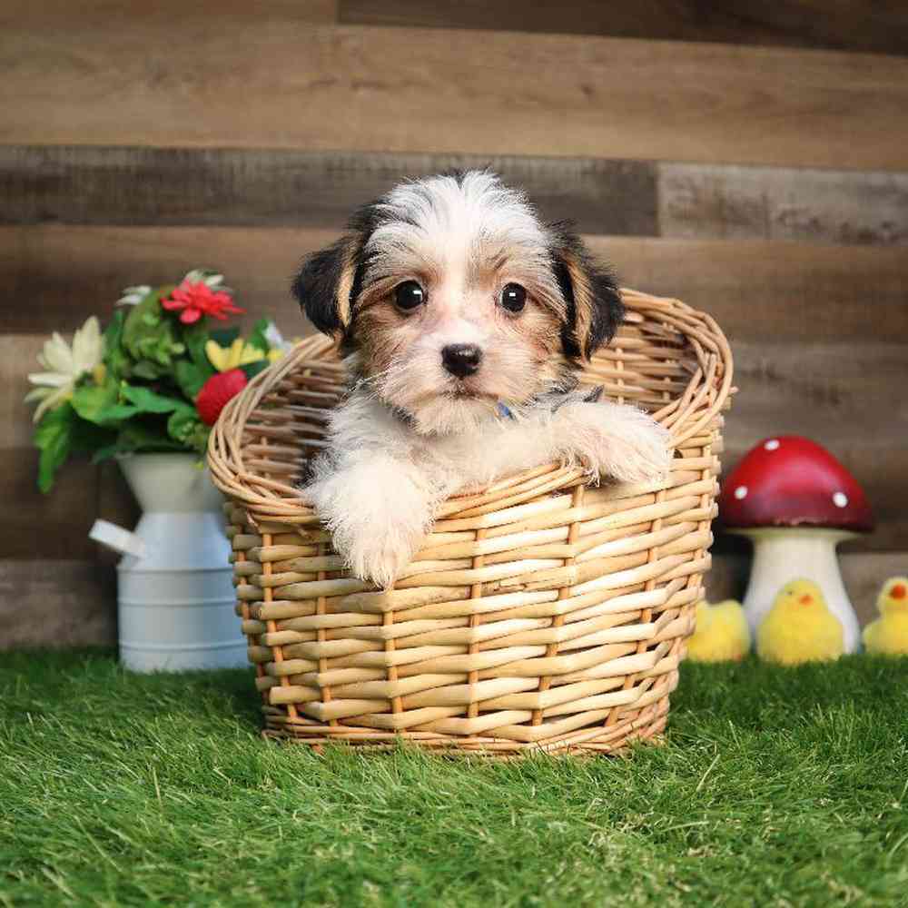 Male Morkie Puppy for Sale in Blaine, MN