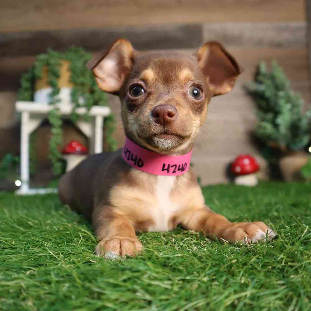 carousel pet images