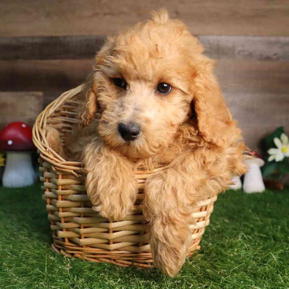 pet breed image