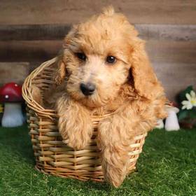 Mini Goldendoodle 2nd Gen