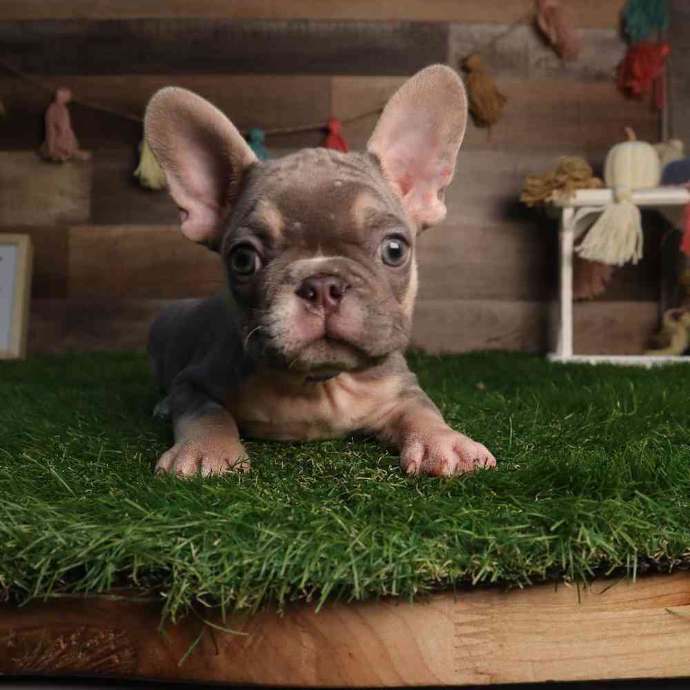 Male French Bulldog Puppy for Sale in Blaine, MN