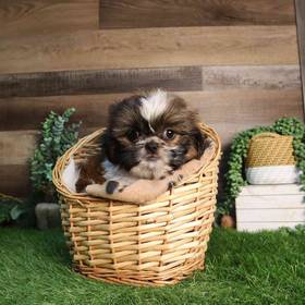 Pekingese-Shih Tzu