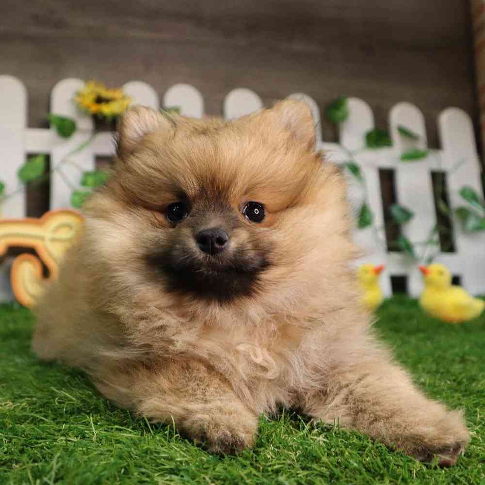 carousel pet images