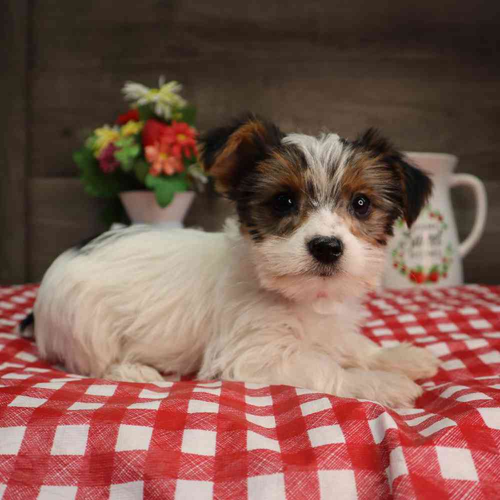 Female Yorkshire Terrier Puppy for Sale in Blaine, MN