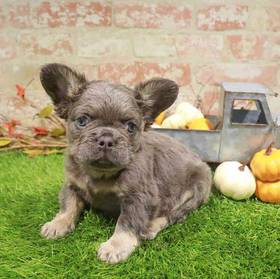 French Bulldog