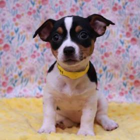Rat Terrier