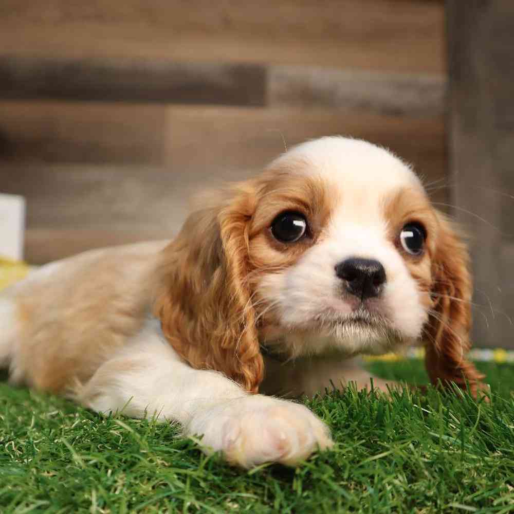carousel pet images