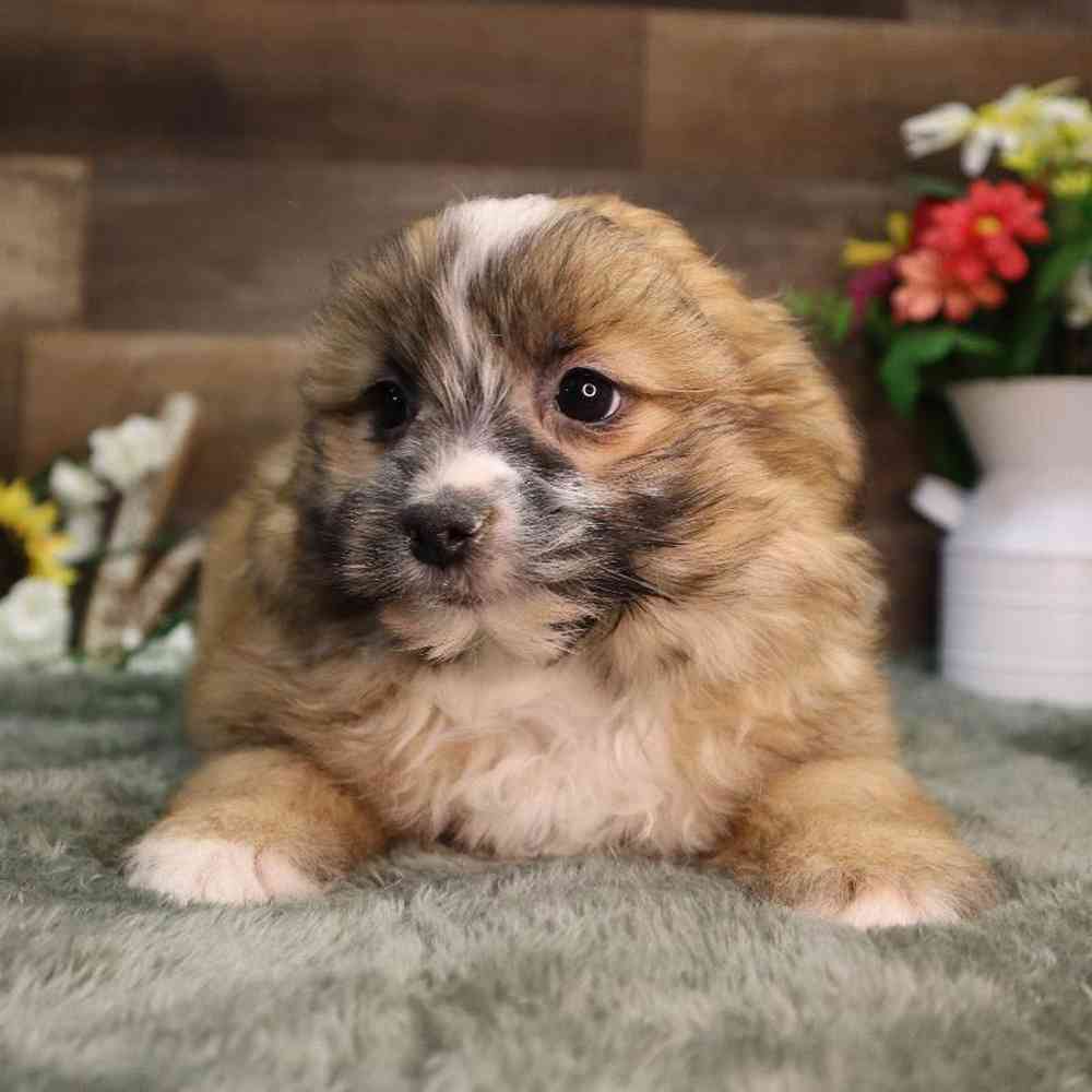Male Pomshi Puppy for Sale in Blaine, MN