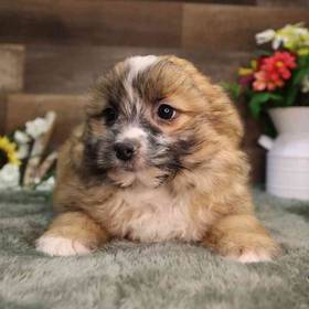 Pomshi