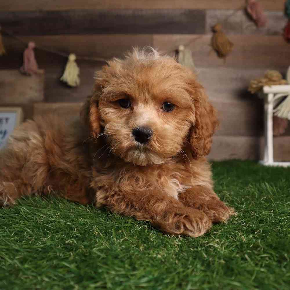 carousel pet images