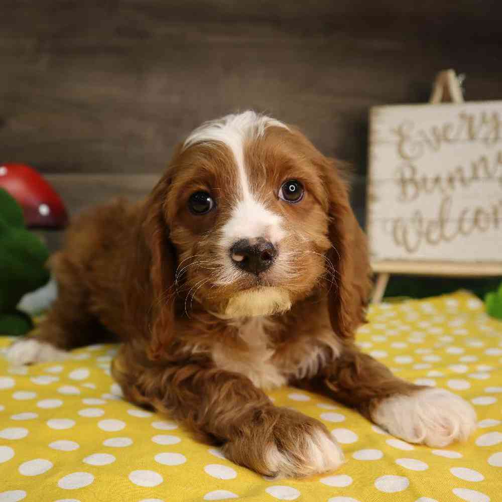 carousel pet images