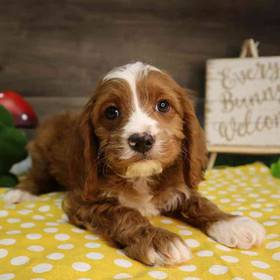 Cavapoo
