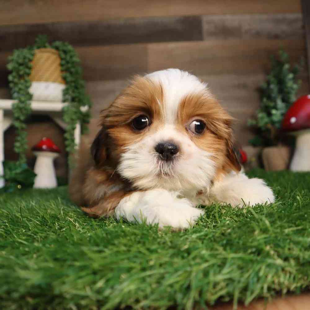 carousel pet images