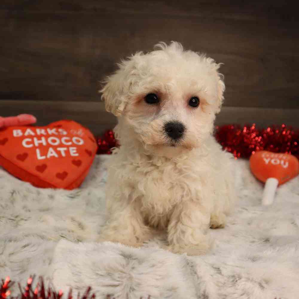 Male Bichon Frise Puppy for Sale in Blaine, MN