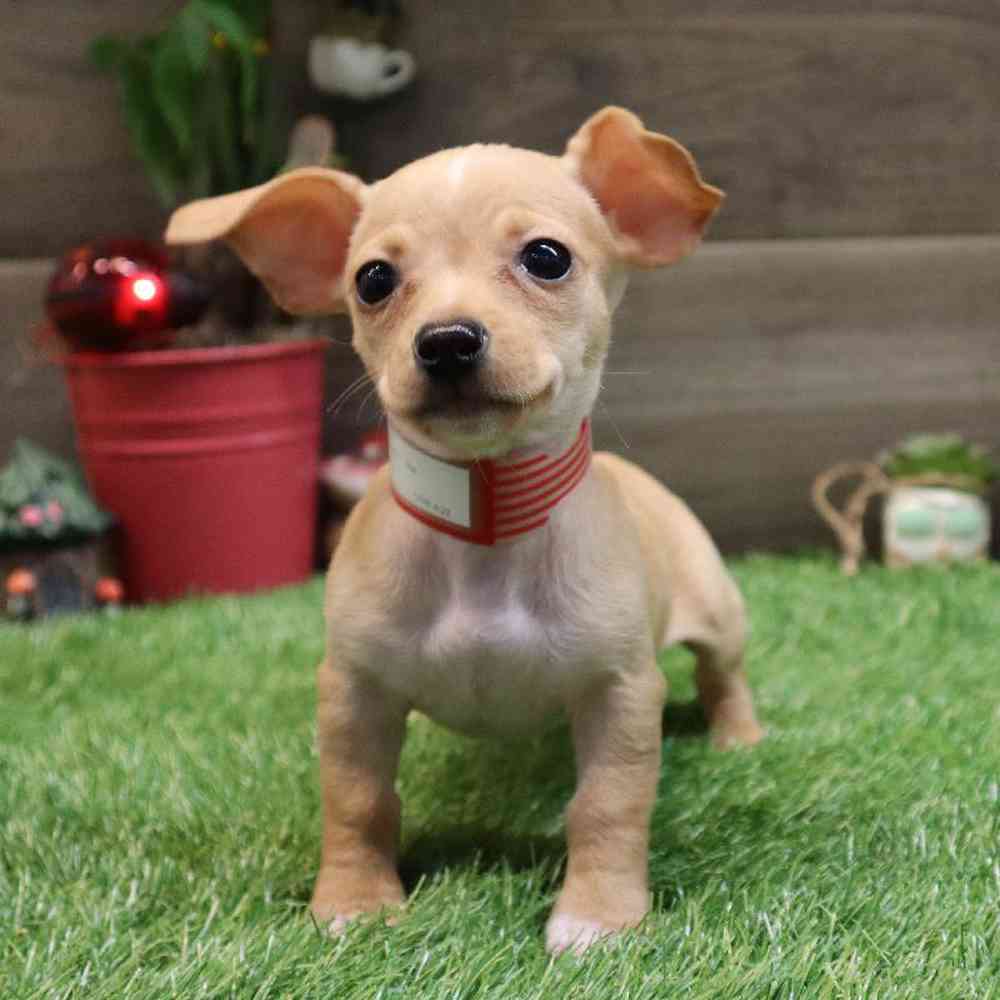 Female Chiweenie Puppy for sale